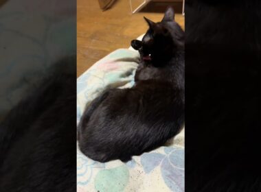 シャムの子ネコ雫「みんな、何してるの。リスの動画だよ。一緒に観ようよ」だんだん、集合ｗ