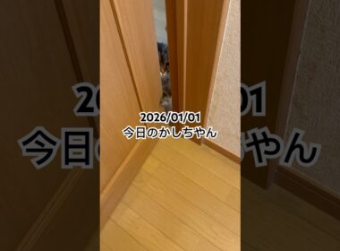 2026/01/01今日のかしちゃん #猫 #ペルシャ #カシス #cat #猫のいる暮らし