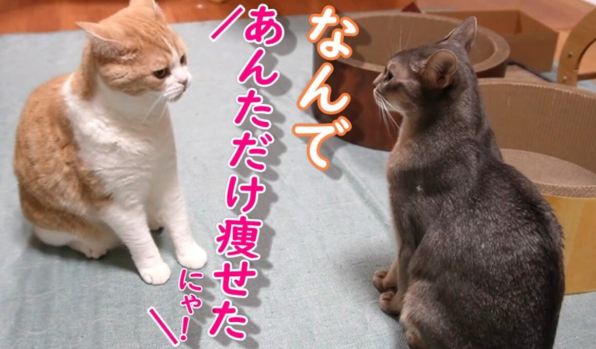 大晦日のきにゃこ＆そば～ダイエット経過報告【スコティッシュフォールド】【アビシニアン】