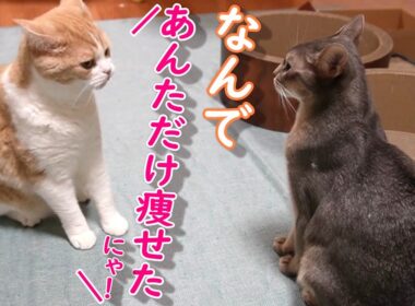 大晦日のきにゃこ＆そば～ダイエット経過報告【スコティッシュフォールド】【アビシニアン】