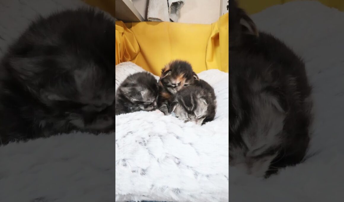 3匹のメインクーンの赤ちゃんが明けましておめでとうございます。