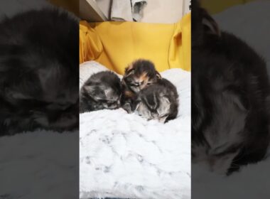 3匹のメインクーンの赤ちゃんが明けましておめでとうございます。