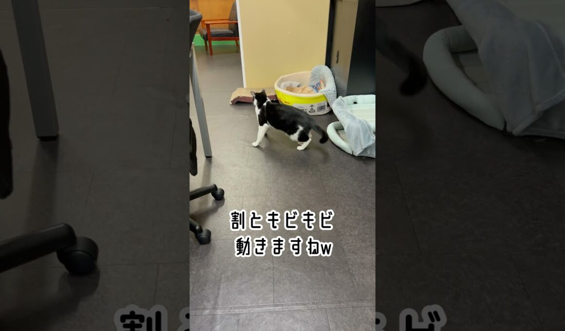 課長のおひるね業務