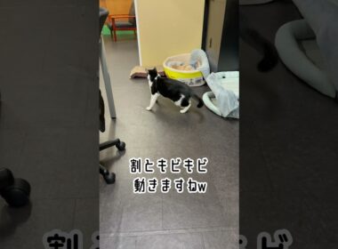 課長のおひるね業務