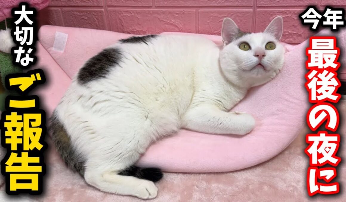 今年最後の日に子猫について最高のご報告があります