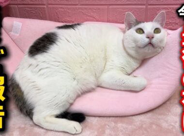 今年最後の日に子猫について最高のご報告があります