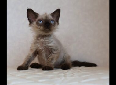 セルカークレックス子猫　Selkirk Rex　2025.９.26産まれ　シールポイント　巻き毛　女の子　シーダキャット猫のお店