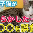 重病子猫がやらかした…！〇〇を誤食して大変なことになりました【保護猫活動】