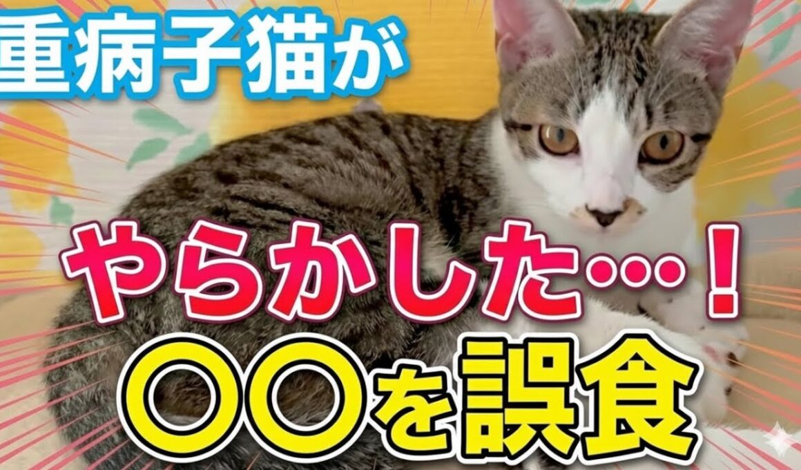 重病子猫がやらかした…！〇〇を誤食して大変なことになりました【保護猫活動】