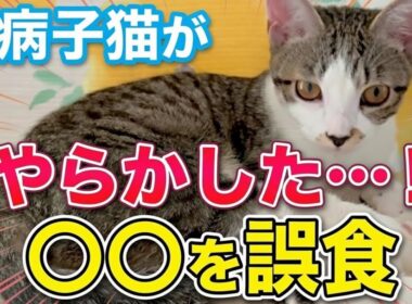 重病子猫がやらかした…！〇〇を誤食して大変なことになりました【保護猫活動】