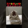 【猫雑学】巨大な優しい猫！メインクーン#猫 #猫のいる生活