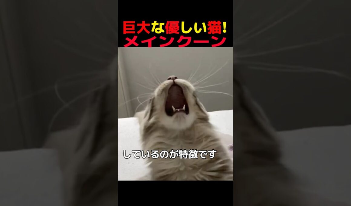 【猫雑学】巨大な優しい猫！メインクーン#猫 #猫のいる生活