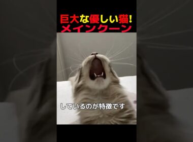 【猫雑学】巨大な優しい猫！メインクーン#猫 #猫のいる生活