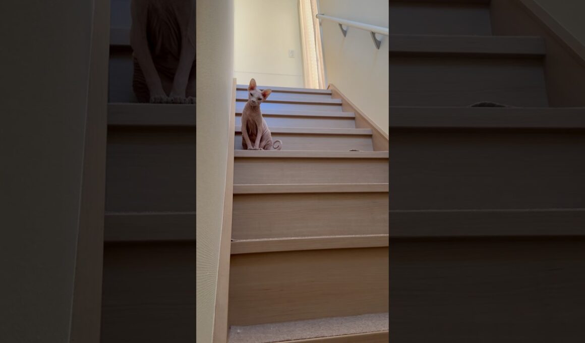 今年も元気にかけまわる猫アレクサンドラ【スフィンクス】