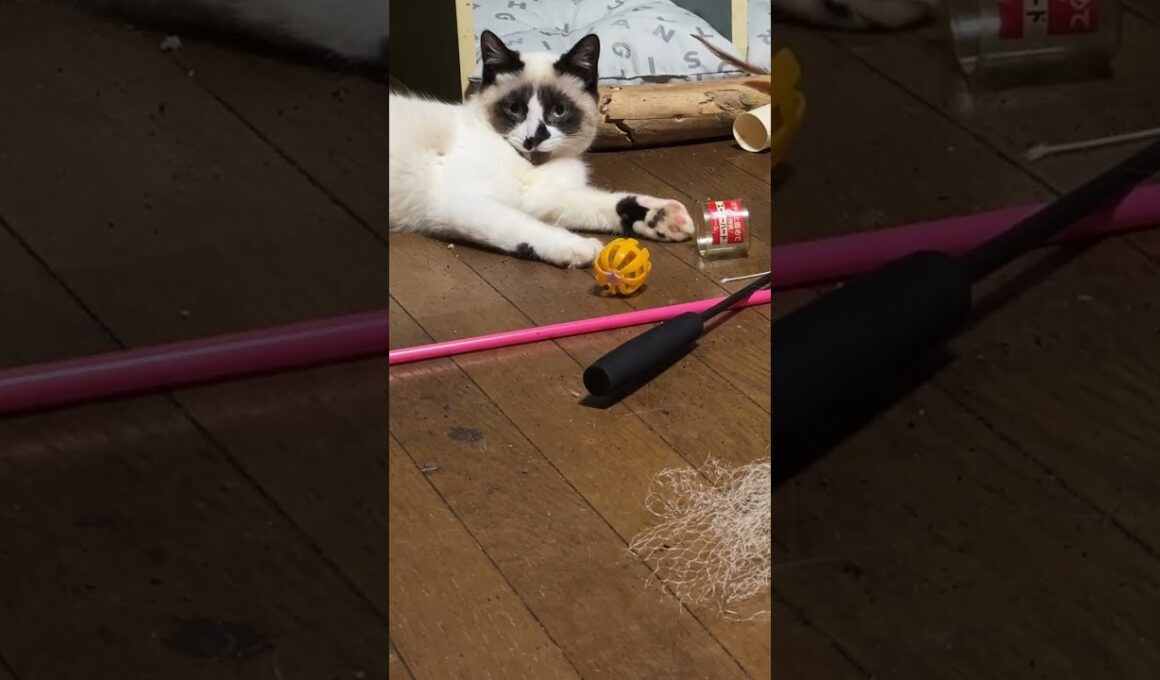 シャイなシャムの子ねこパンダくん。子ネコ軍団、三毛猫ミックスも加わり、心を開くように促すが