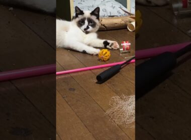 シャイなシャムの子ねこパンダくん。子ネコ軍団、三毛猫ミックスも加わり、心を開くように促すが