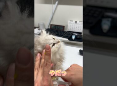 目を洗われて嫌がるものの頑張るペルシャ