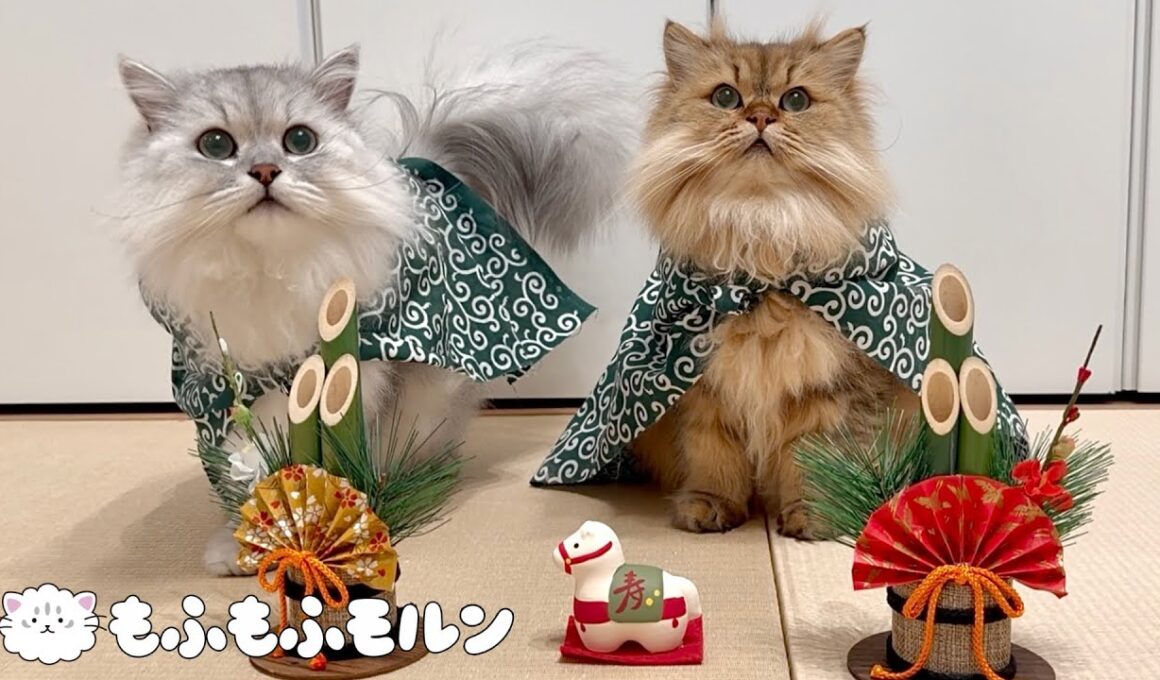 もふもふ猫のお正月2026 【サイベリアン】