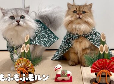 もふもふ猫のお正月2026 【サイベリアン】