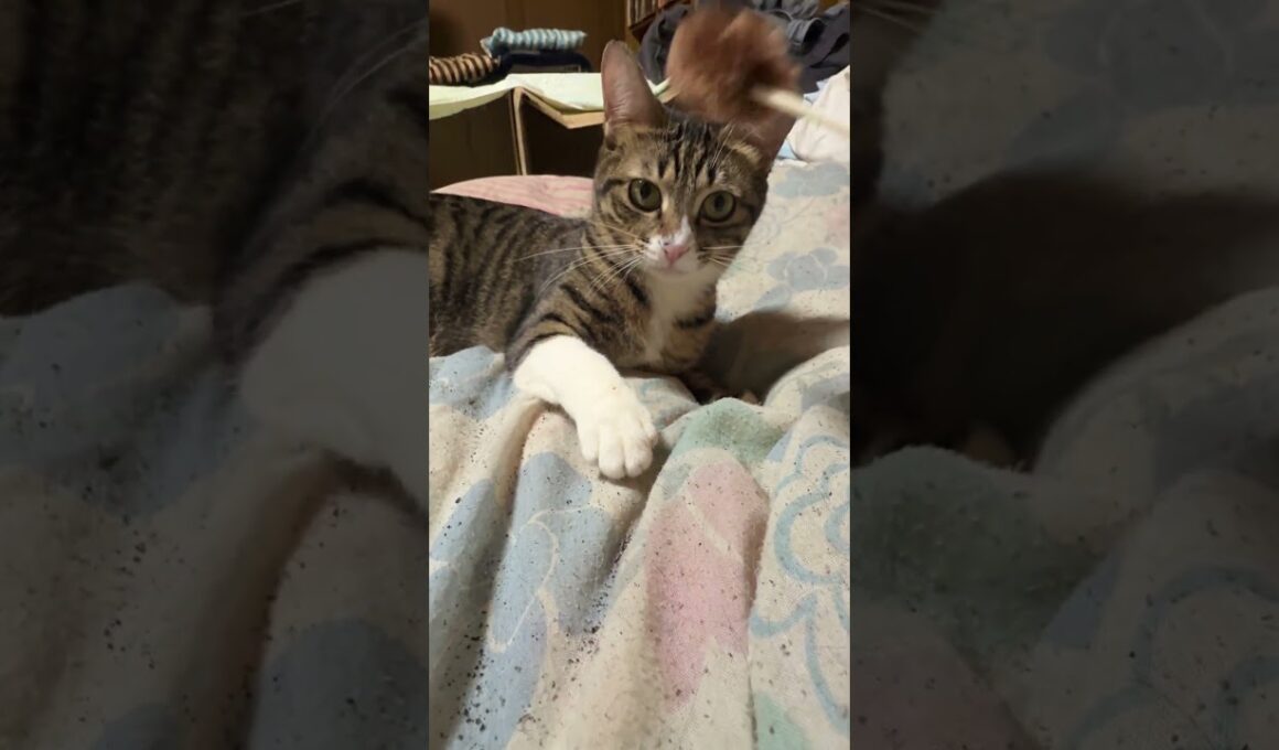 キジシロのルル、ネコジャラシするぞ。ルル「したいけど、シャムの子ネコ雫、パンダの遊びが気になるんだけど」