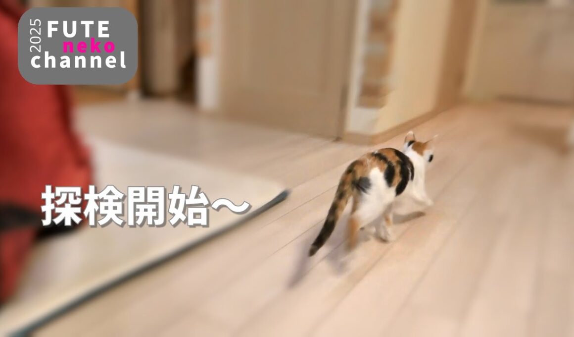 リビングデビュー猫修行開始【保護子猫】