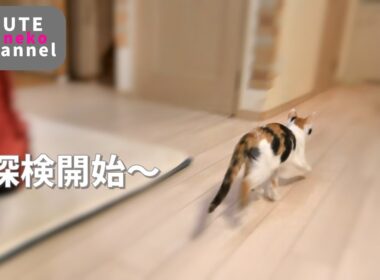 リビングデビュー猫修行開始【保護子猫】