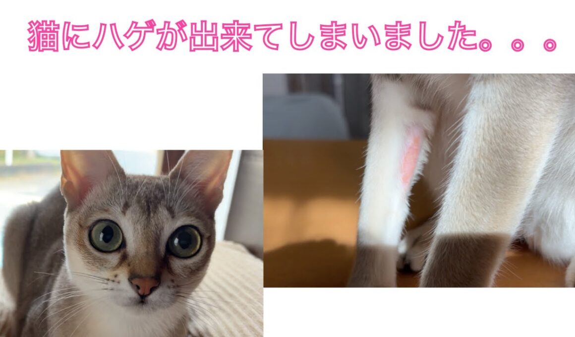 【シンガプーラ】愛猫に原因不明のハゲが出来てとてもショックで心配です