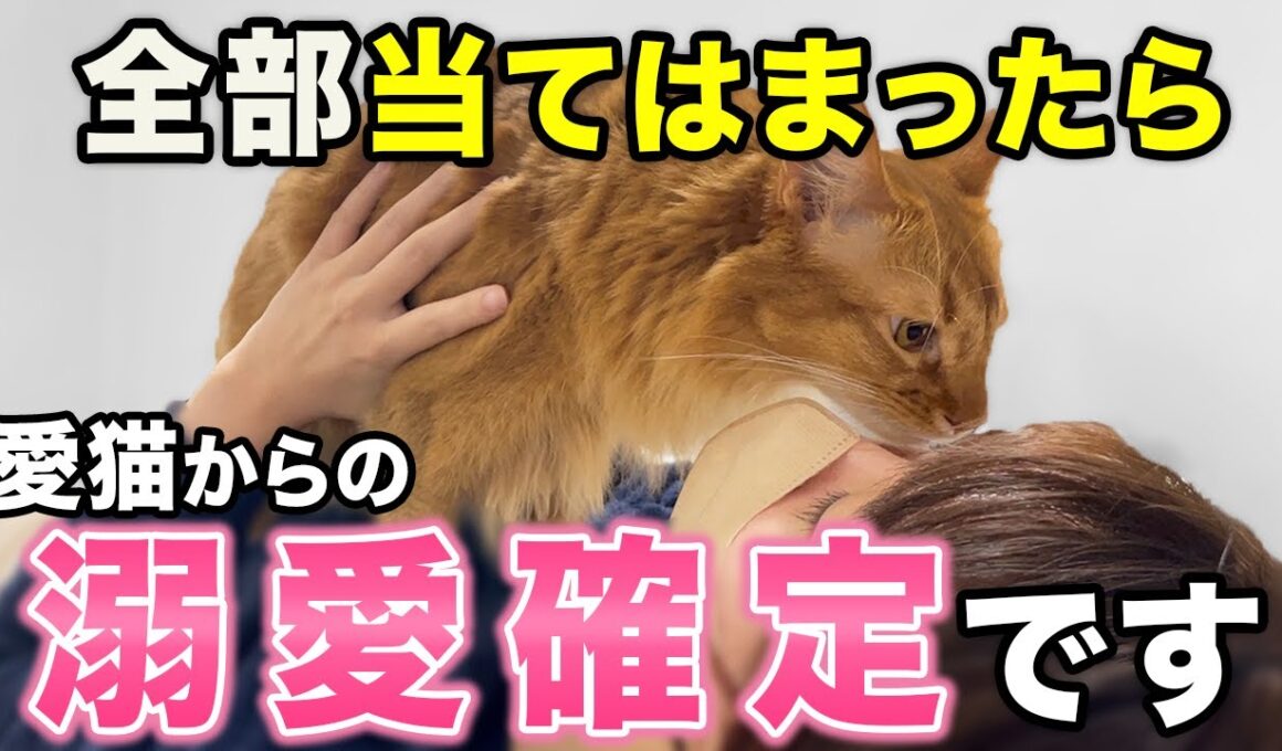 【え、これも！？】猫が溺愛している人だけに見せる愛情サイン17選