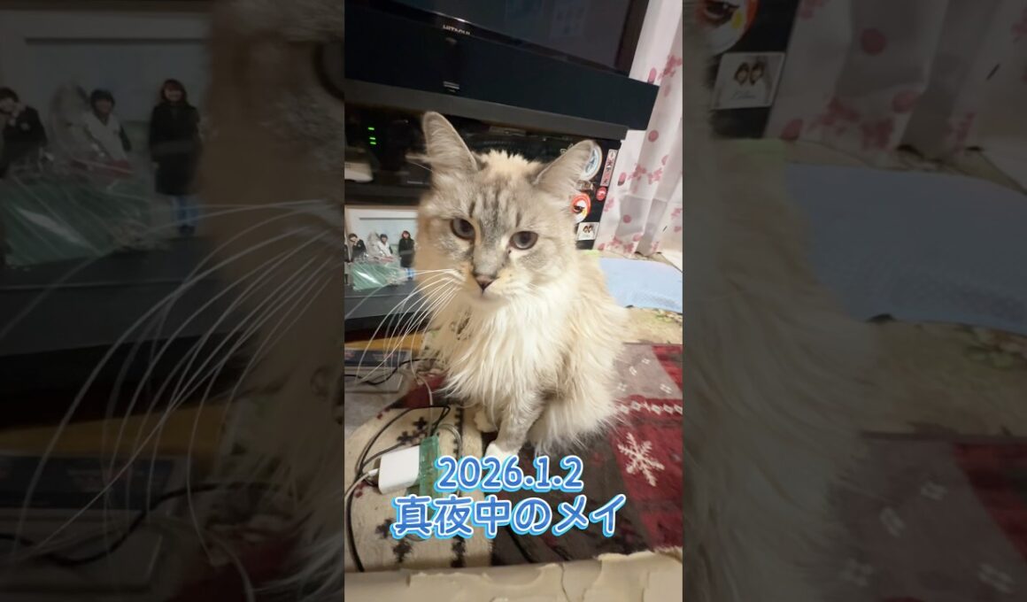 真夜中のメイ2026.1.2 #メインクーン