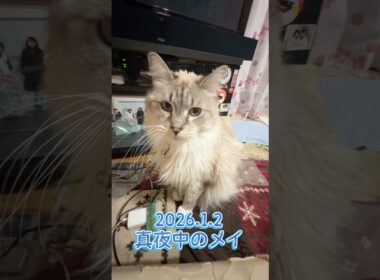 真夜中のメイ2026.1.2 #メインクーン