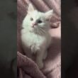 これがターキッシュアンゴラ！白くて優雅なプリンセス猫🐱✨#ターキッシュアンゴラ#猫好き #かわいい猫