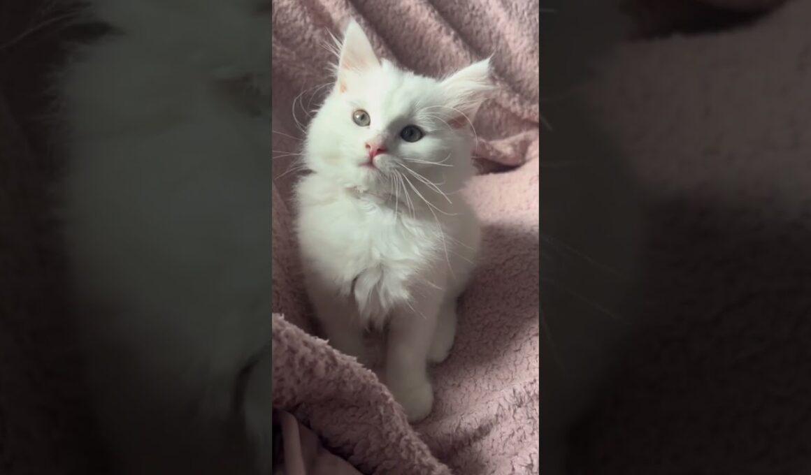 これがターキッシュアンゴラ！白くて優雅なプリンセス猫🐱✨#ターキッシュアンゴラ#猫好き #かわいい猫