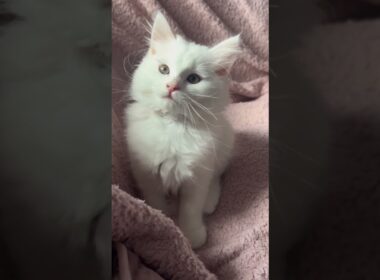 これがターキッシュアンゴラ！白くて優雅なプリンセス猫🐱✨#ターキッシュアンゴラ#猫好き #かわいい猫