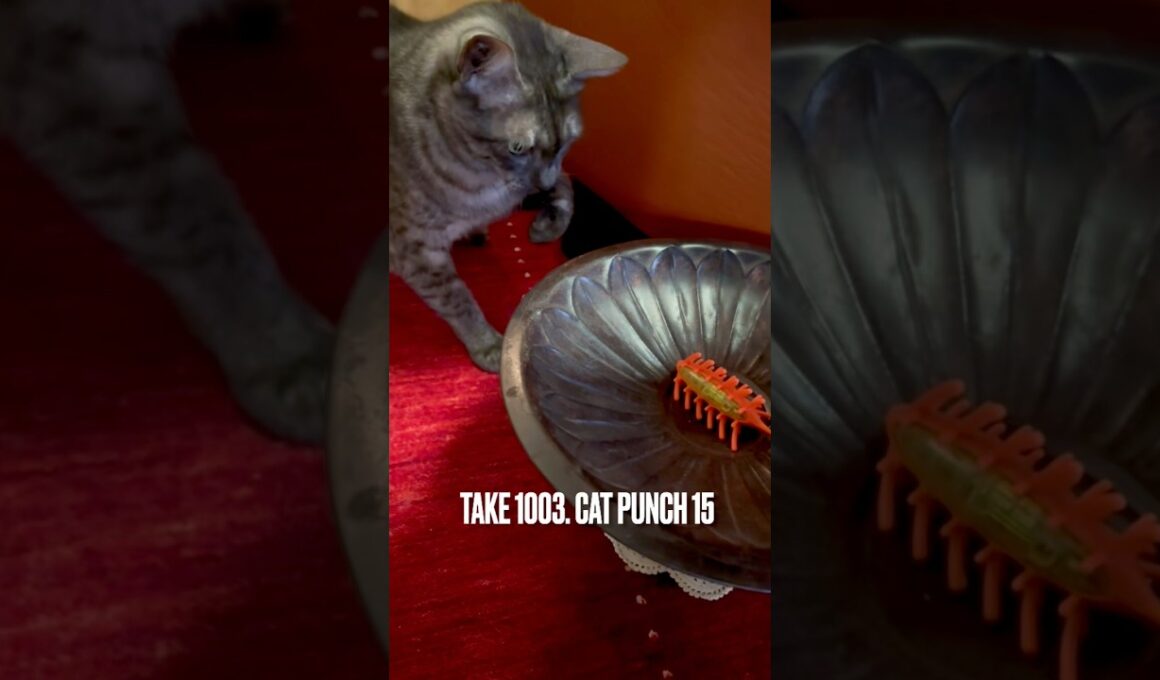 #キャットパンチ #catpunch #遊ぶ猫 #egyptianmaucat #エジプシャンマウスモーク #エジプシャンマウ #猫と暮らす #shorts