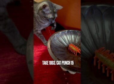 #キャットパンチ #catpunch #遊ぶ猫 #egyptianmaucat #エジプシャンマウスモーク #エジプシャンマウ #猫と暮らす #shorts