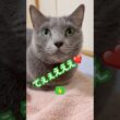 モフモフにズボって したい❤️ #猫 #ロシアンブルー #猫のいる暮らし  #shorts