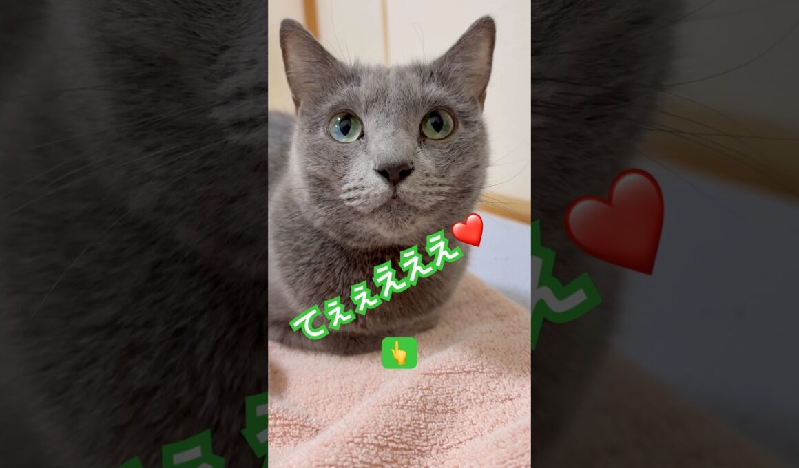 モフモフにズボって したい❤️ #猫 #ロシアンブルー #猫のいる暮らし  #shorts