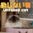 バーマン猫ガブ【動じない猫】Unfazed cat（バーマン猫）Birman/Cat