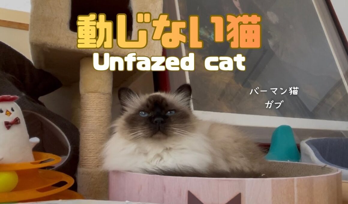 バーマン猫ガブ【動じない猫】Unfazed cat（バーマン猫）Birman/Cat