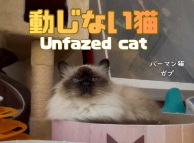 バーマン猫ガブ【動じない猫】Unfazed cat（バーマン猫）Birman/Cat