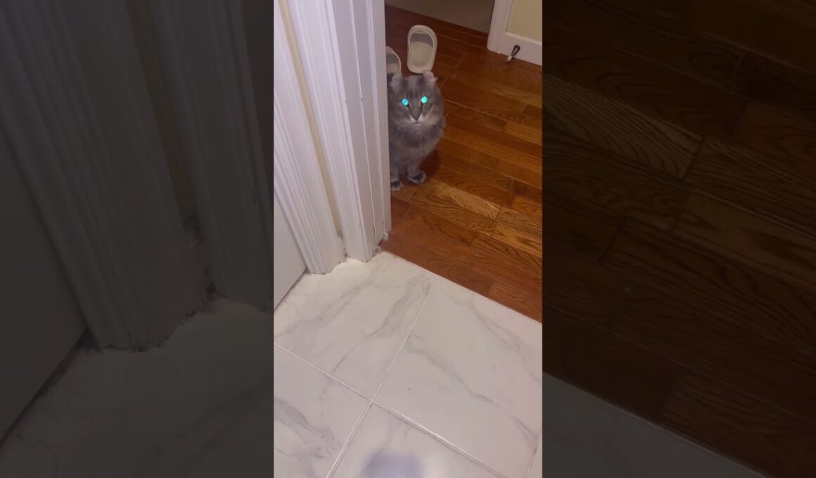 来てたね #ねこ動画 #アメリカンカール #shortsvideos