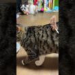茶白ネコのジュニア「まだ、懐かないのか、シャムの子ねこパンダ。シャイだな」