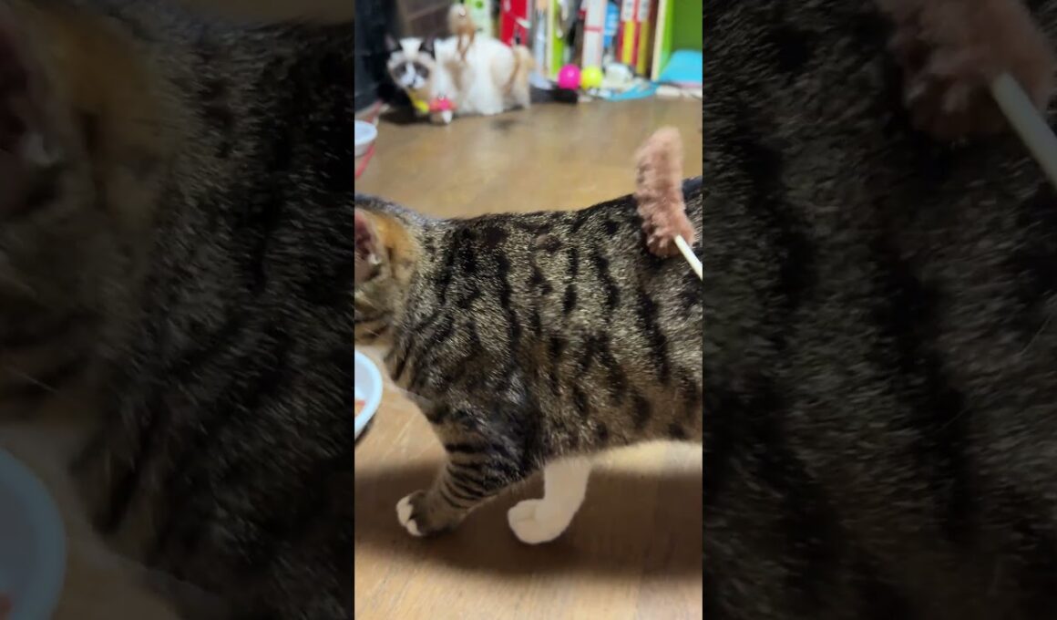 茶白ネコのジュニア「まだ、懐かないのか、シャムの子ねこパンダ。シャイだな」