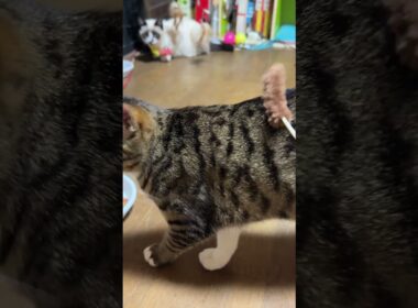 茶白ネコのジュニア「まだ、懐かないのか、シャムの子ねこパンダ。シャイだな」