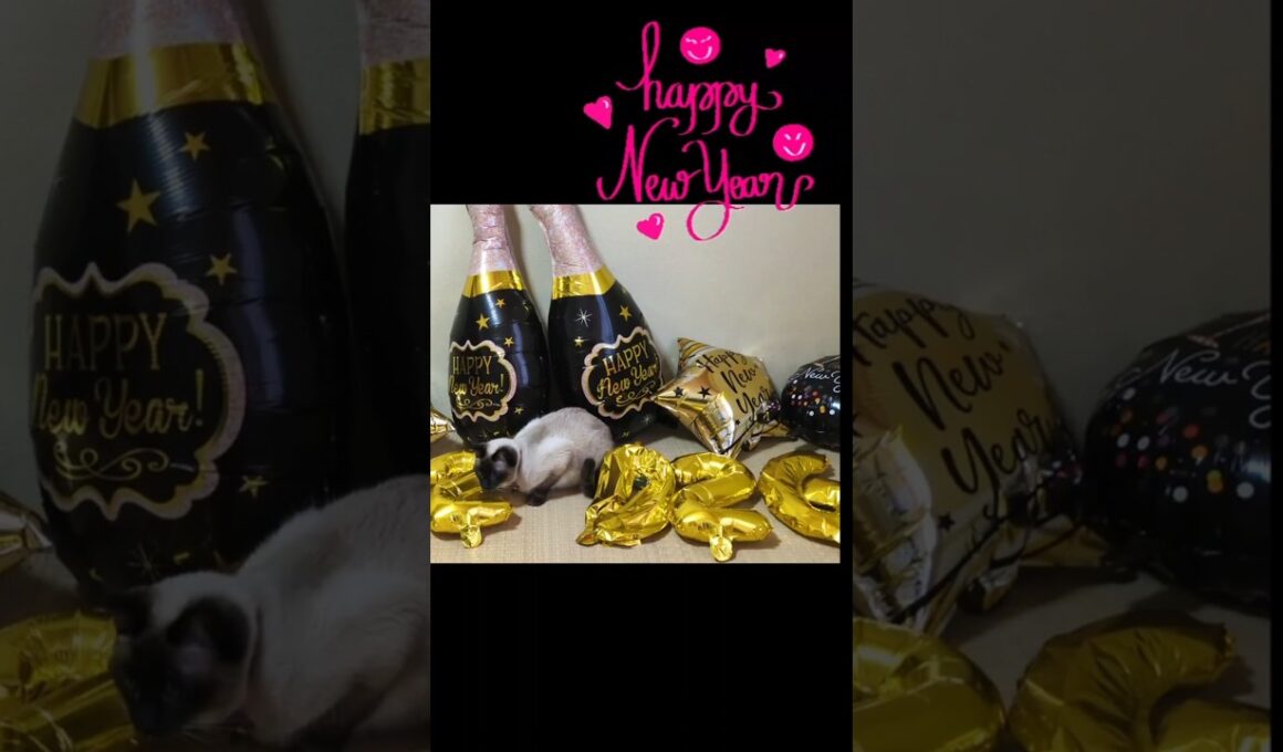 マロンちゃんより新年のご挨拶🐱🐾 #cat #catshorts #シャム猫 #しゃむねこ #ねこのいる暮らし #ねこのいる生活