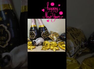 マロンちゃんより新年のご挨拶🐱🐾 #cat #catshorts #シャム猫 #しゃむねこ #ねこのいる暮らし #ねこのいる生活