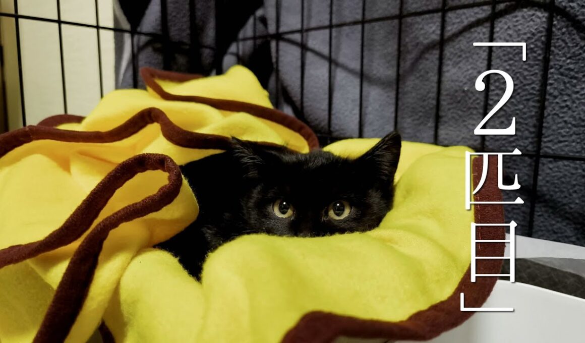 雪が降る中、2匹目を保護。ビビリの子猫ちゃん【保護猫　子猫】I rescued my second kitten in the snow. He was a timid kitten.