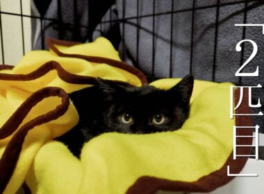 雪が降る中、2匹目を保護。ビビリの子猫ちゃん【保護猫　子猫】I rescued my second kitten in the snow. He was a timid kitten.