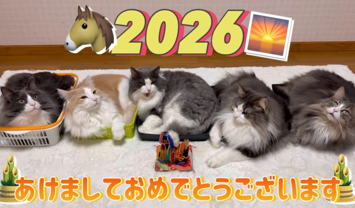 【2026】今年もよろしくお願いします🎍✨ノルウェージャンフォレストキャットとターキッシュアンゴラ