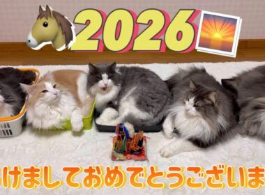 【2026】今年もよろしくお願いします🎍✨ノルウェージャンフォレストキャットとターキッシュアンゴラ